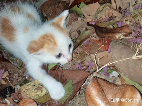 流浪猫遇“流浪人们” 知乎