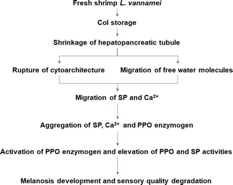 Schematic diagram of melanosis development triggered and accelerated by ...