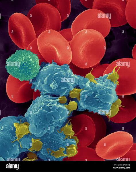 Human Red Blood Cells Activated Platelets T Lymphocyte Turquoise