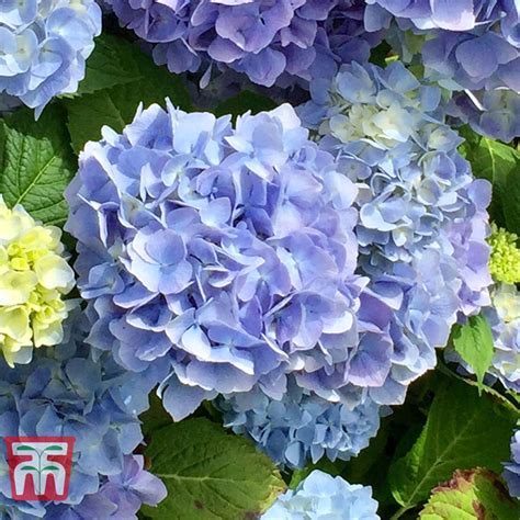 Hydrangea Macrophylla Early Blue Thompson And Morgan