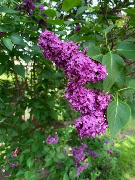 Syringa Vulgaris Miniature Free Photo On Pixabay Pixabay