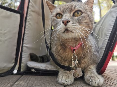 El Duelo Incomprendido Cuando Una Mascota Muere Infobae