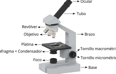 Microscopio Simple Y Compuesto Todo Lo Que Necesitas Saber