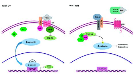 Wntβ Catenin Signaling Pathway In Osteogenesis Wnt Ligands Interact