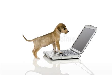 Dog Using A Laptop Computer Isolated On White Stock Photo Image Of