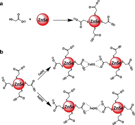 Schematic Representation Of The Metal Ligand Interaction Between Metal