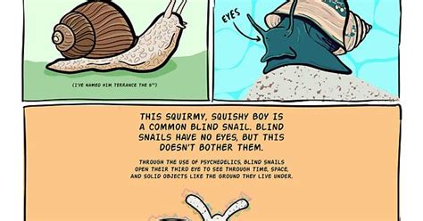 Snail Facts Album On Imgur