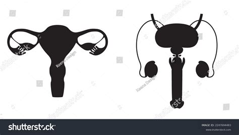 Black Silhouette Male Female Reproductive System Stock Vector Royalty