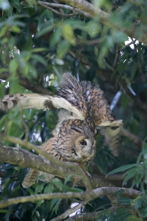 Long Eared Owl In Japan Stock Photo Image Of Asio Finch 281612792