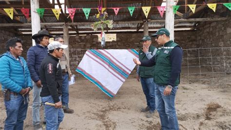 Minagri Alpacas Y Ovinos De Familias Productoras Son Protegidos