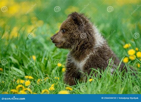 Young Brown Bear Cub In The Meadow With Yellow Flowers Stock Photo