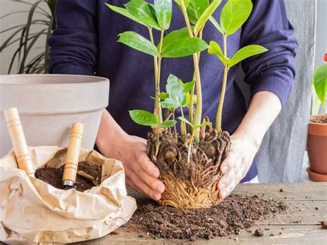 Rempotage Des Plantes D Int Rieur Conseils Pour Rempoter Les Plantes