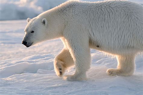 Lours Polaire WWF Canada