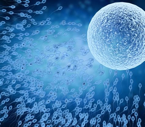Shipping Oocytes | The World Egg and Sperm Bank