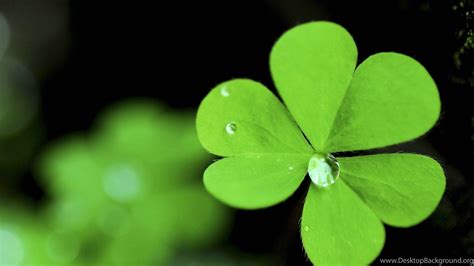 Four Leaf Clover Wallpapers - Top Free Four Leaf Clover Backgrounds ...