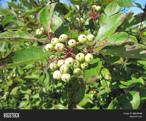 White Berries Poison Sumac Plant Image & Photo | Bigstock