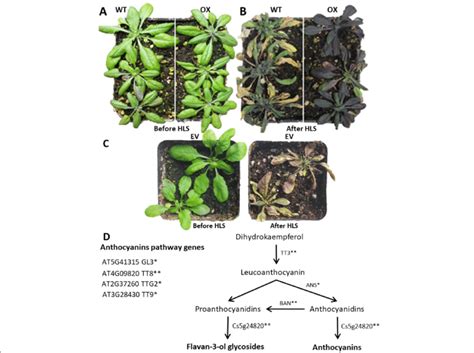 Phenotype Of Arabidopsis Plants After High Light Stress And The