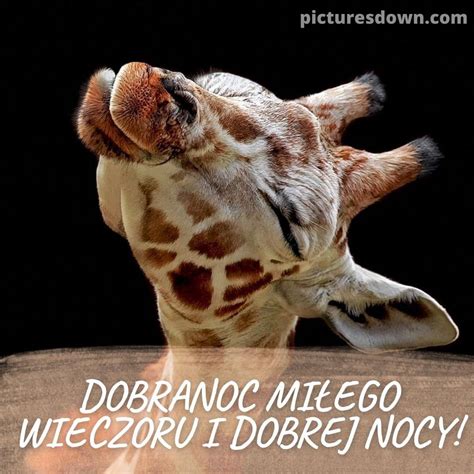 Mieszne Kartka Na Dobranoc Yrafa Picturesdown