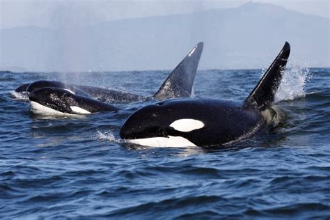 Wildlife In Antarctica 11 Extraordinary Species Celebrity Cruises