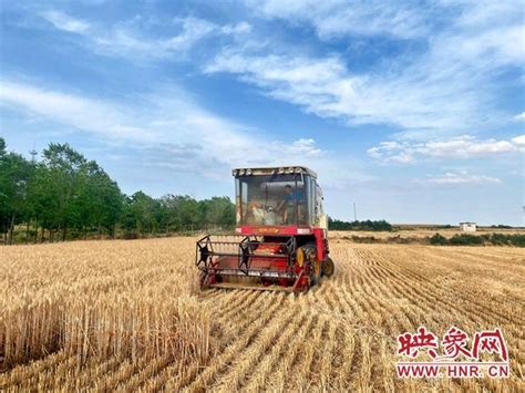 郟縣冢頭鎮5萬畝小麥開鐮收割 每日頭條