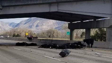 Cattle Fall From I 15 Overpass After Semi Truck Accident In Ogden Kutv