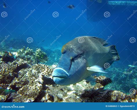 Humphead Wrasse At The Great Barier Reef Australia Stock Image Image