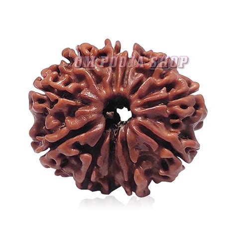 Eleven Mukhi Rudraksha From Nepal 11 Face Rudraksha