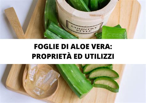 Foglie Di Aloe Vera Propriet Ed Utilizzi Vonderweid