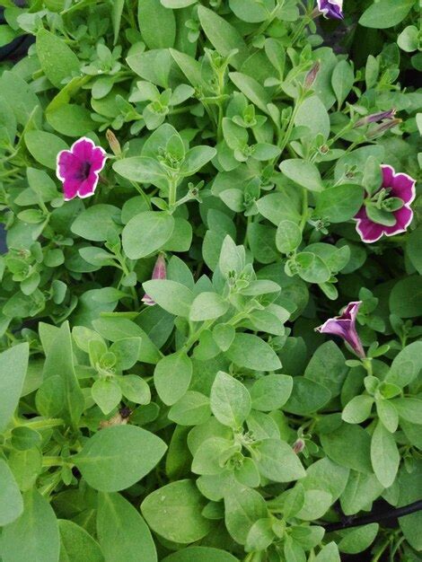 Premium Photo | Purple petunia flowers