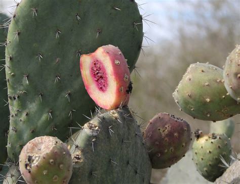 25 Xoconostle Sour Cactus Opuntia Seeds