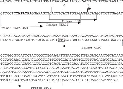 Primary Structure Of The S Luciferase Gene And Primers Used In Rt Pcr