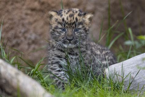 San Diego Zoo welcomes endangered twin Amur leopard cubs