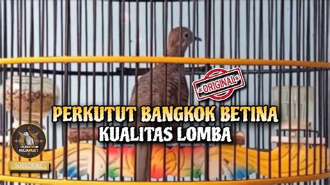 Perkutut Bangkok Betina Memanggil Jantan Suara Burung Perkutut