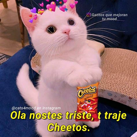 Toma Cheetos En 2021 Chistes Graciosos De Animales Memes Divertidos