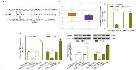 Sox Is An Mir P Target Gene A Sequence Alignment Of The