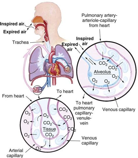 Oxygenation Nurse Key