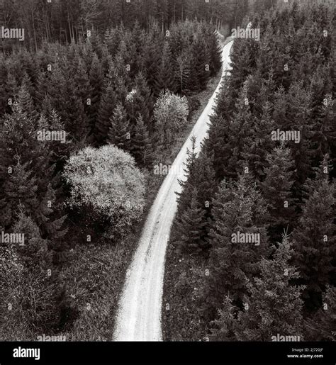 Sepiafarben Forststrasse Durch Herbstlich Verfaerbten Mischwald