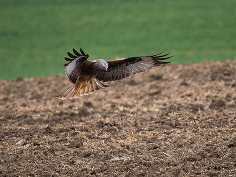 Rotmilan Red Kite Milvus Milvus Rotmilan Red Kite Flickr