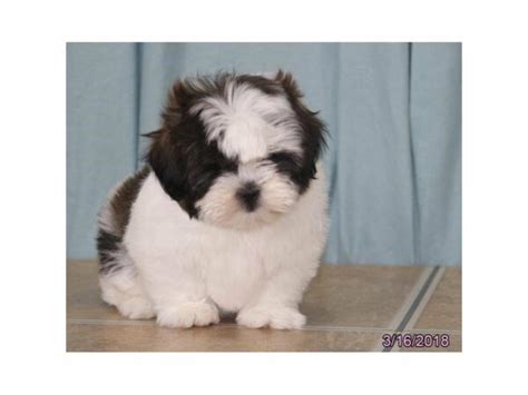 Lhasa Apsoshih Tzu Puppy Gold White Id21148 Located At Petland