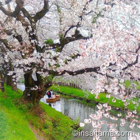 Shingashi River Cherry Blossoms