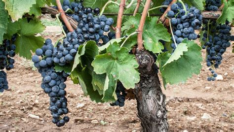 Cantina Di Venosa Quando Ogni Vino Racconta Una Storia Messaggero Veneto