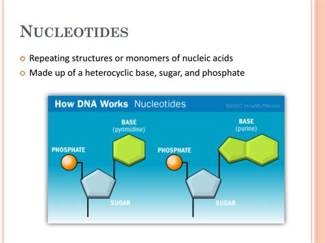 Ppt Nucleic Acids Replication And Transcription Powerpoint