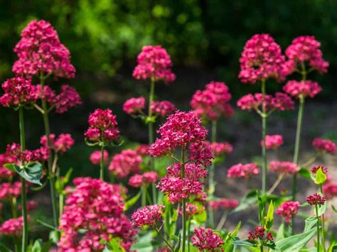 11 Easy to Care for Drought Tolerant Perennials