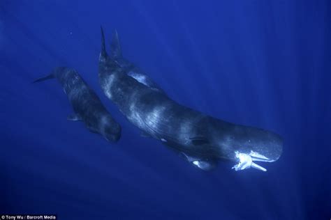 colossal sperm whale feeding on a giant squid 네이버 블로그