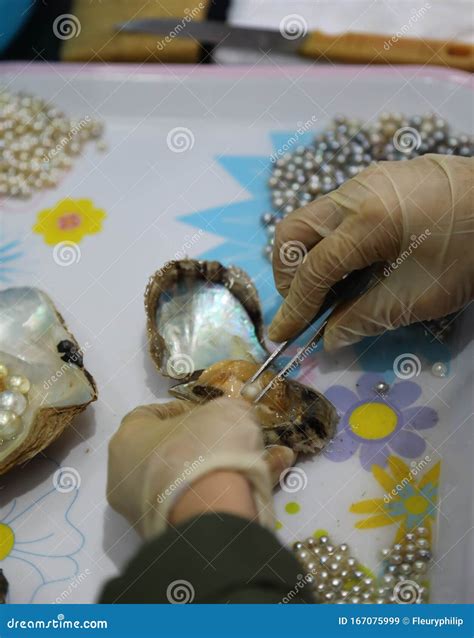 Cultured Pearl Extraction Stock Image Image Of Fresh 167075999