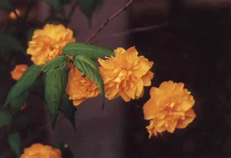 Kerria Japonica Pleniflora