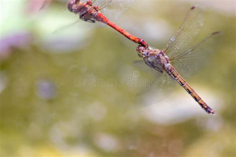 Dragonfly Couple Flying In Mating Season And Pairing Season For Egg Deposition At A Garden Pond