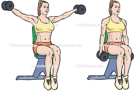 Seated Dumbbell Exercises