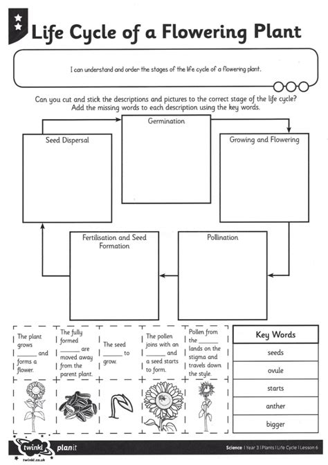 Life Cycle Of A Flowering Plant Interactive Worksheet Live Worksheets Library