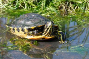 Yellow Bellied Turtle Complete Care Sheet All Turtles